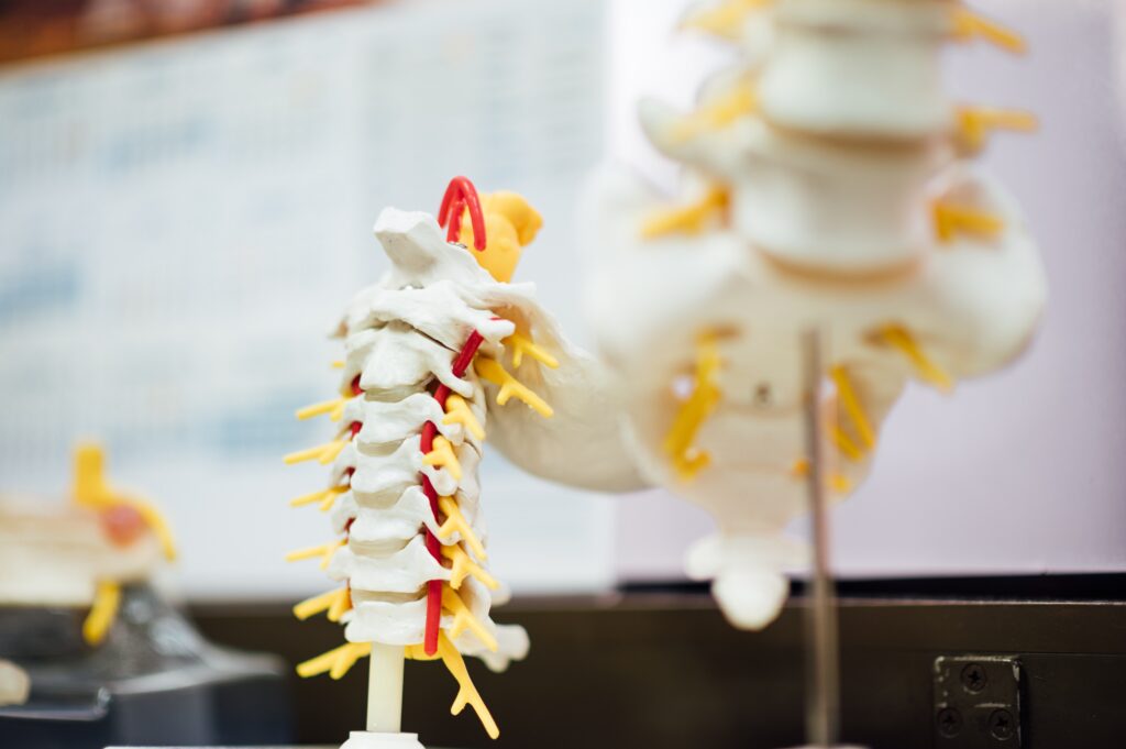 Spinal medical model