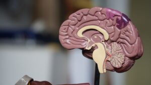 A medical model of a brain