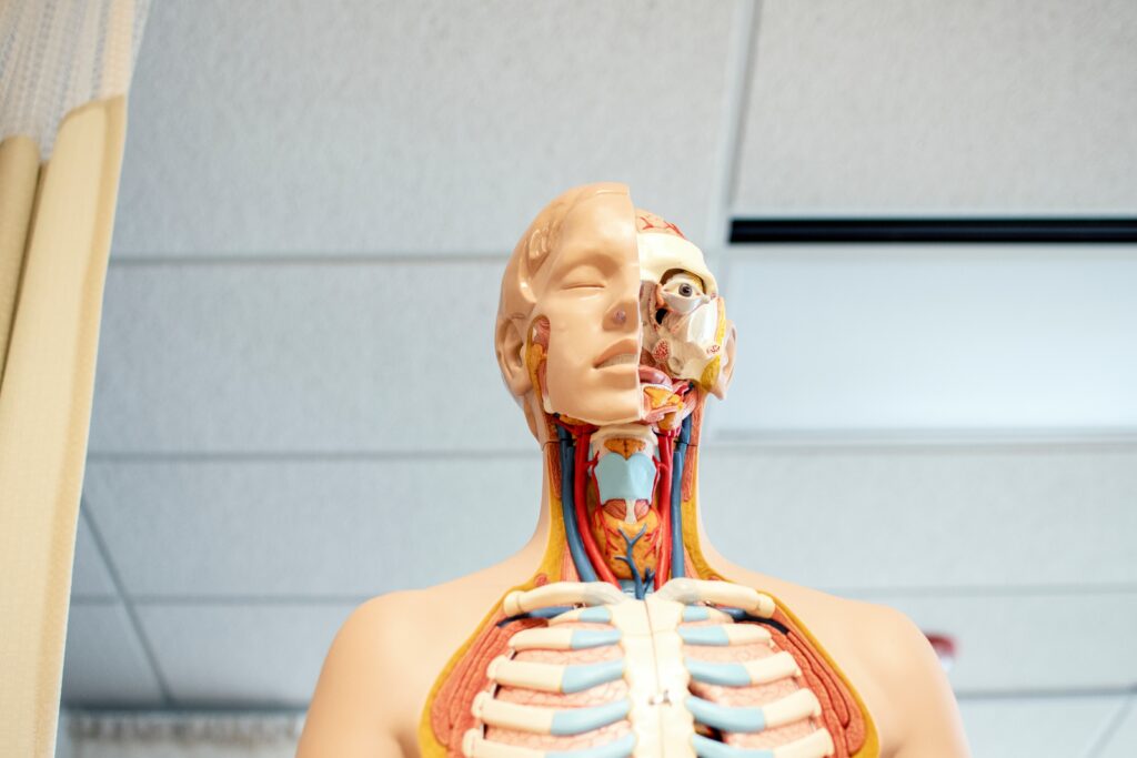 A medical model of the human body