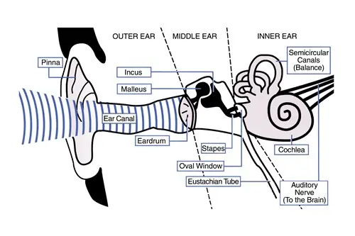 Deafness and Hearing Impairment